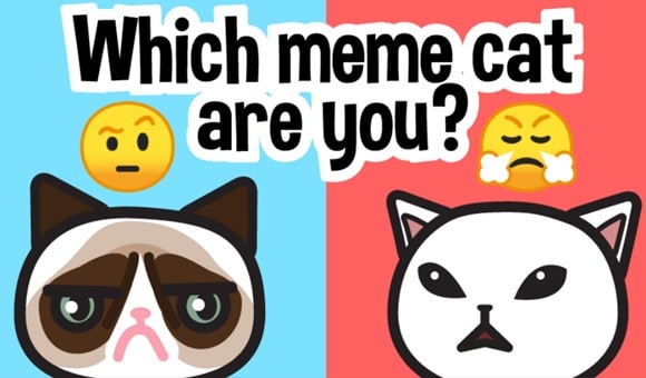 Which Meme Cat Are You